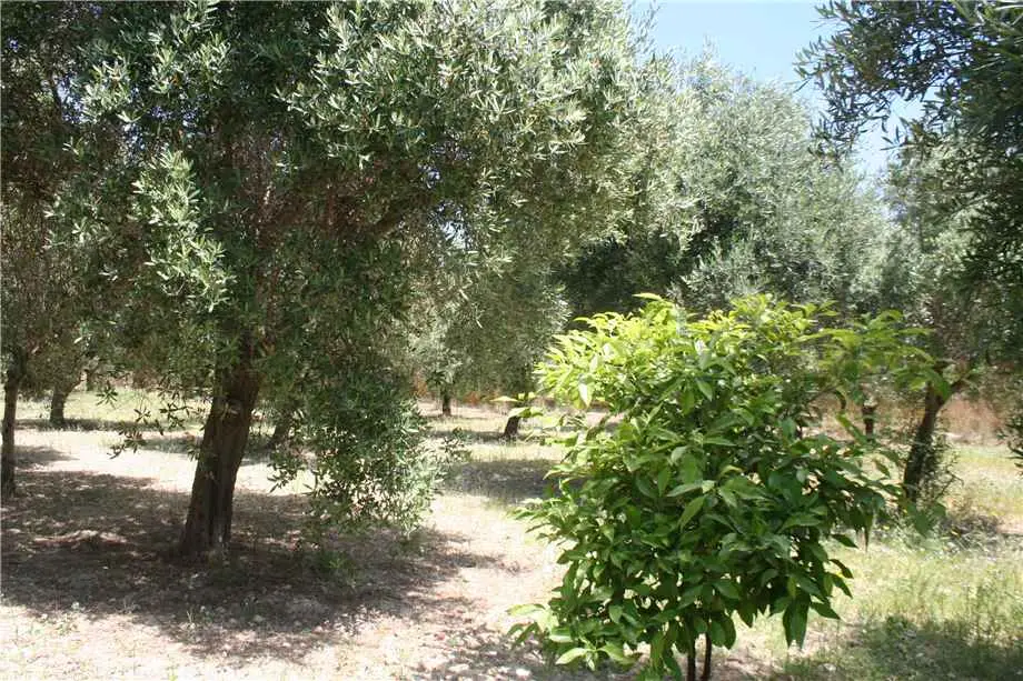 Immagine per Stabile - Palazzo in vendita a Noto