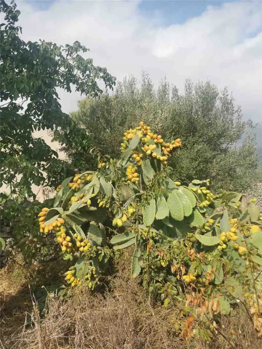 Immagine per Rustico in vendita a Noto