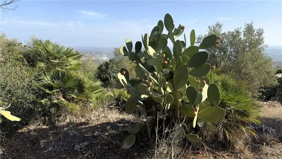 Immagine per Villa in vendita a Noto via Via Cugni Stallaini