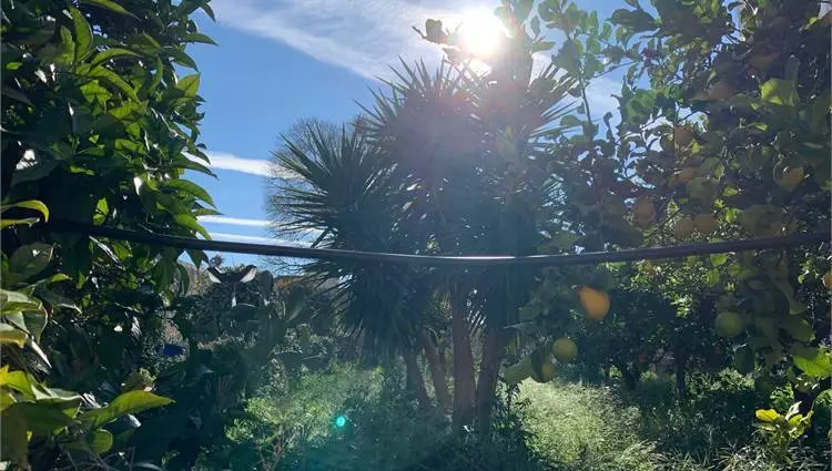 Immagine per Casa indipendente in vendita a Noto via Corrado Avolio