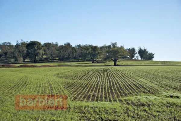 Terreno Agricolo via Del Cane, Cesena