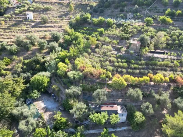 Immagine per Area verde in vendita a San Biagio della Cima via Provinciale 44