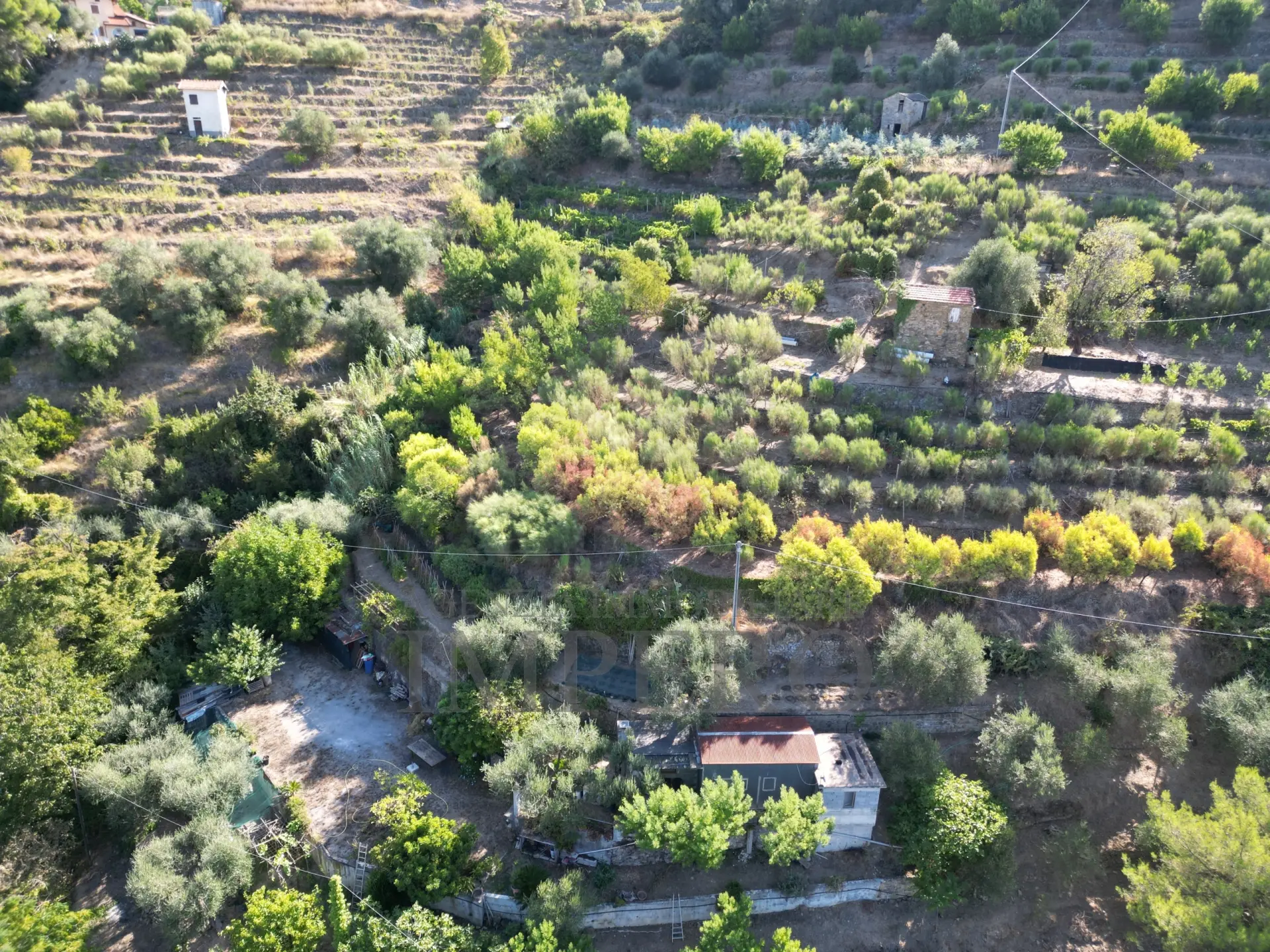 Immagine per Area verde in vendita a San Biagio della Cima via Provinciale 44