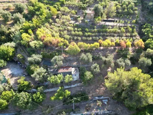 Immagine per Area verde in vendita a San Biagio della Cima via Provinciale 44