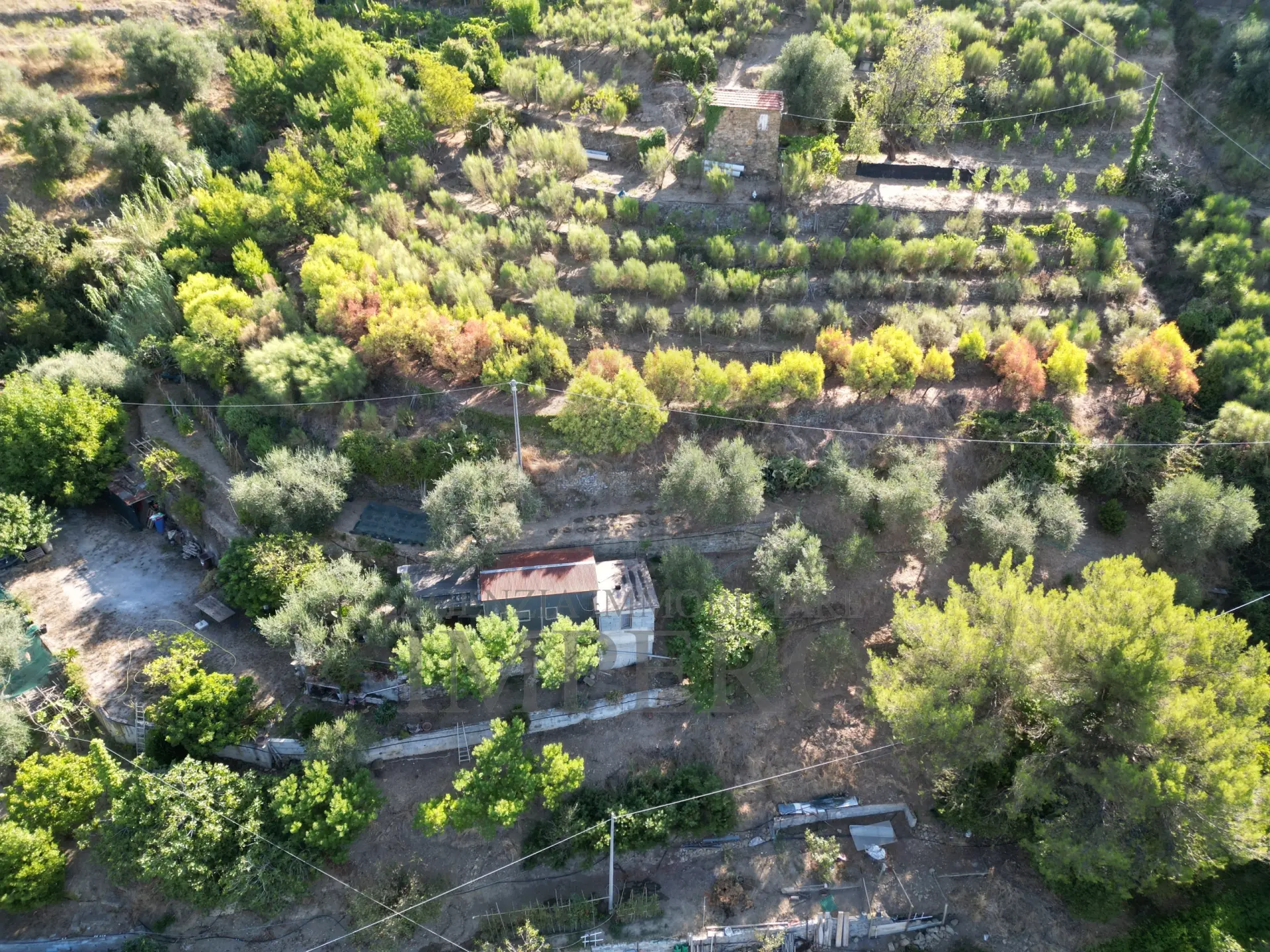 Immagine per Area verde in vendita a San Biagio della Cima via Provinciale 44