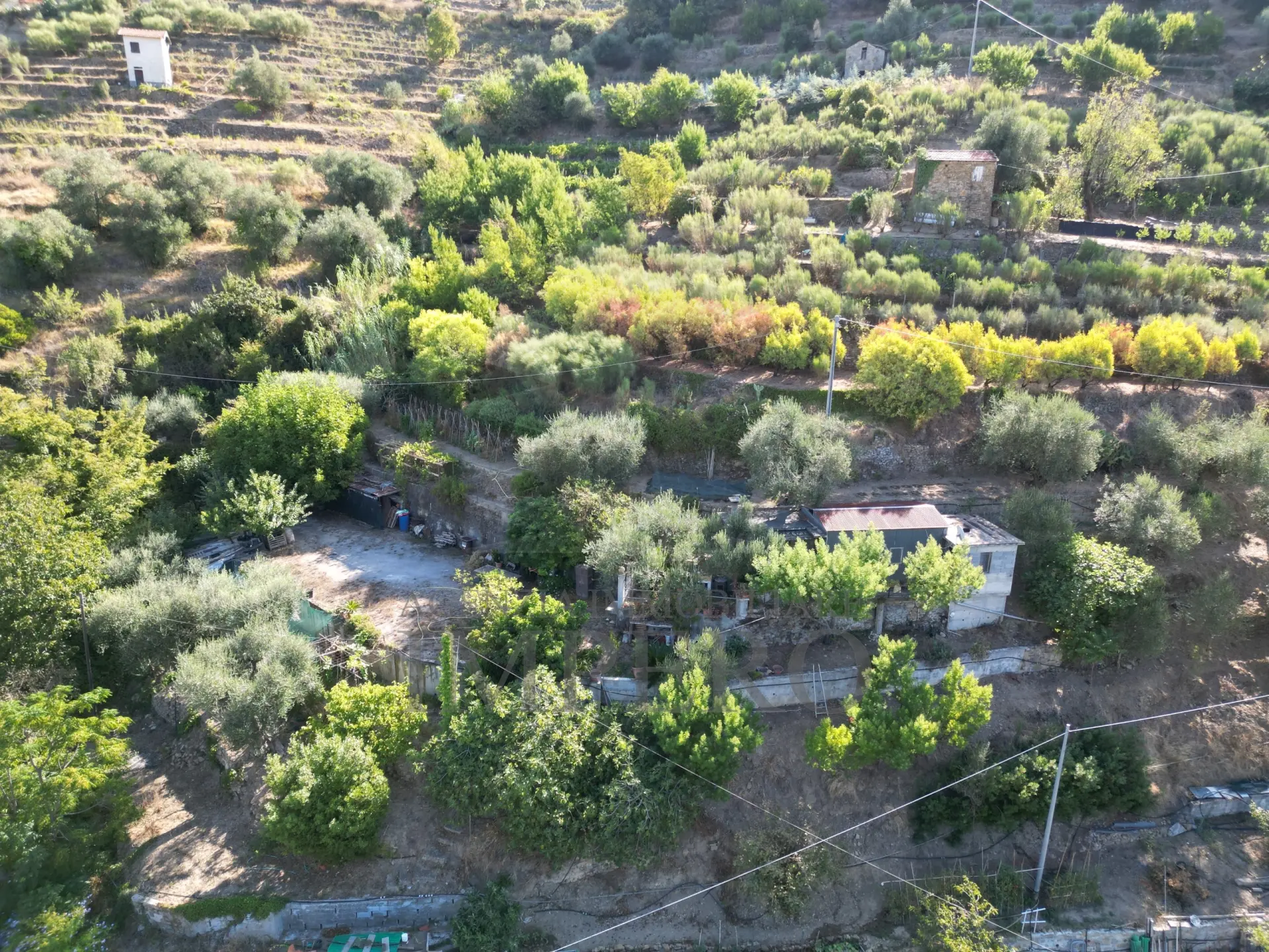 Immagine per Area verde in vendita a San Biagio della Cima via Provinciale 44