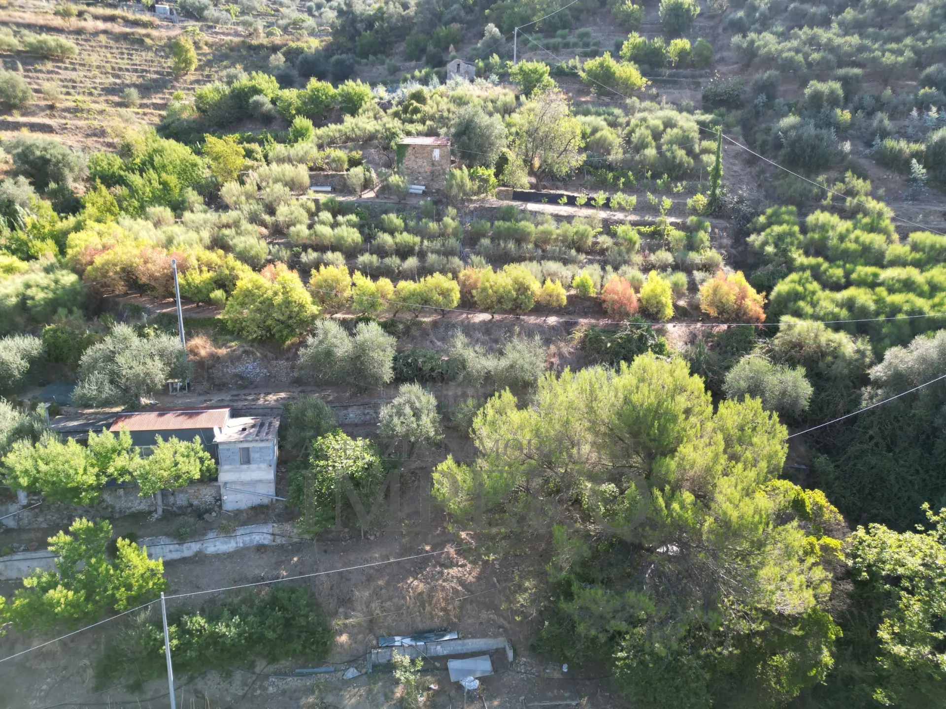 Immagine per Area verde in vendita a San Biagio della Cima via Provinciale 44