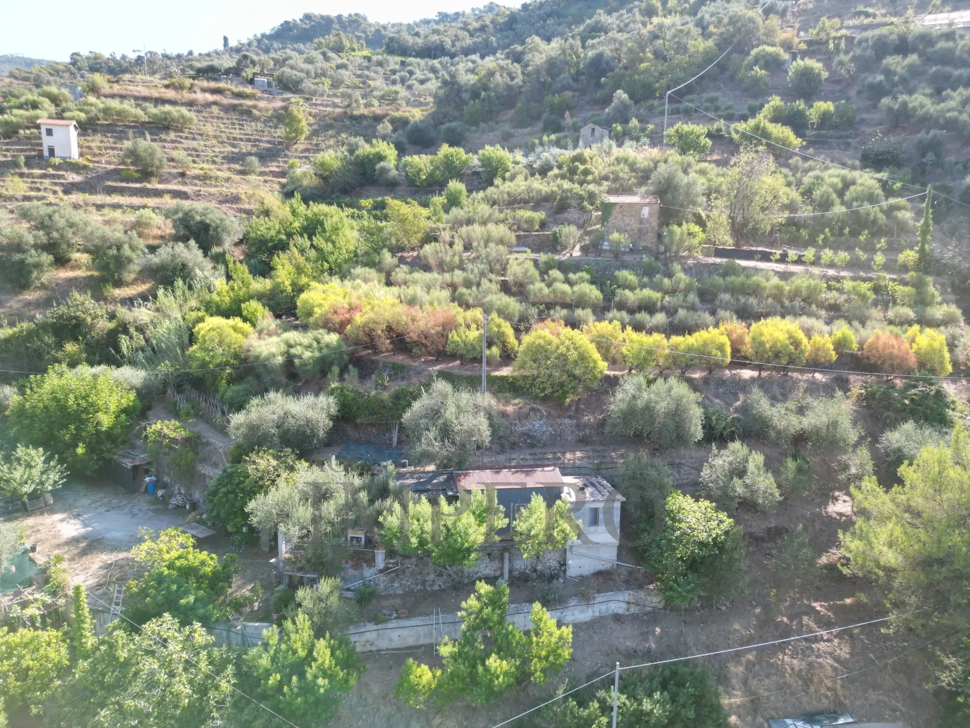 Immagine per Area verde in vendita a San Biagio della Cima via Provinciale 44