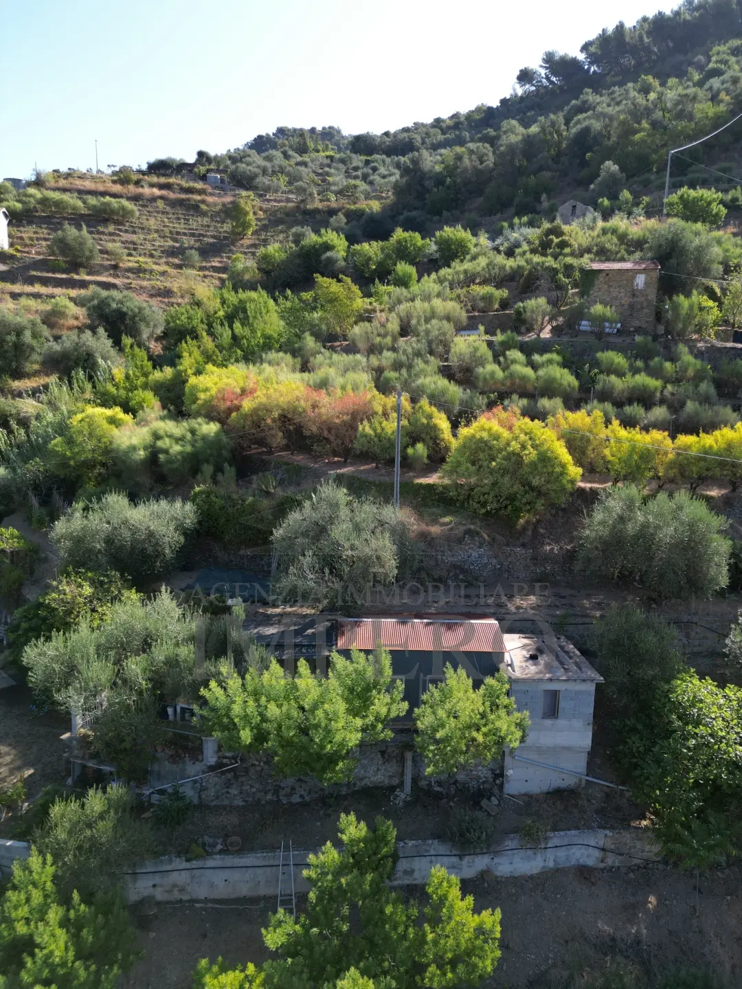 Immagine per Area verde in vendita a San Biagio della Cima via Provinciale 44