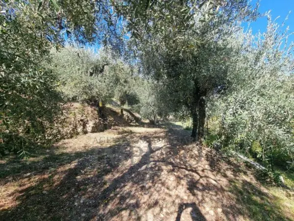 Uliveto via Monsignore Daffra 40, Ventimiglia