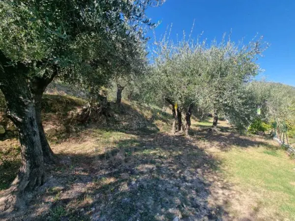 Uliveto via Monsignore Daffra 40, Ventimiglia