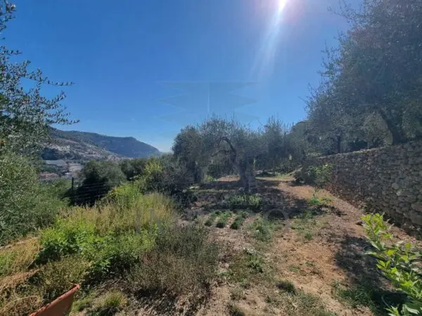 Uliveto via Monsignore Daffra 40, Ventimiglia