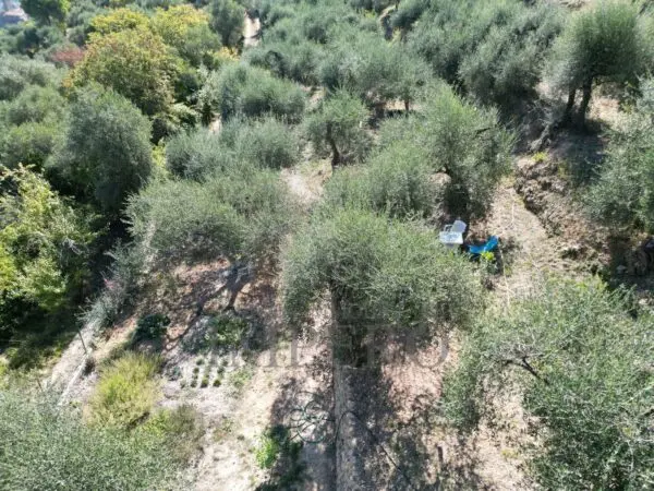 Uliveto via Monsignore Daffra 40, Ventimiglia