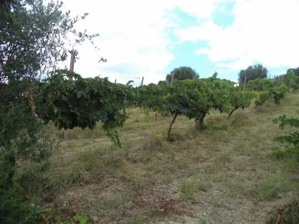 Villa Trifamiliare via Delle Cerase 1, Colonnella