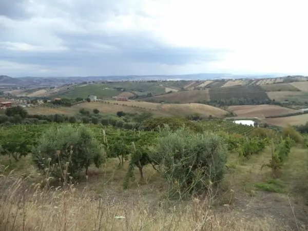 Villa Trifamiliare via Delle Cerase 1, Colonnella