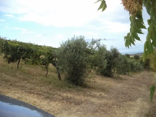 Villa Trifamiliare via Delle Cerase 1, Colonnella