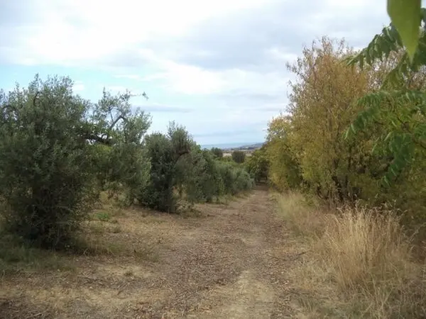 Villa Trifamiliare via Delle Cerase 1, Colonnella