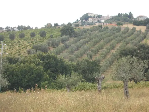Villa Trifamiliare via Delle Cerase 1, Colonnella