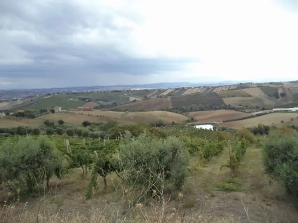 Villa Trifamiliare via Delle Cerase 1, Colonnella