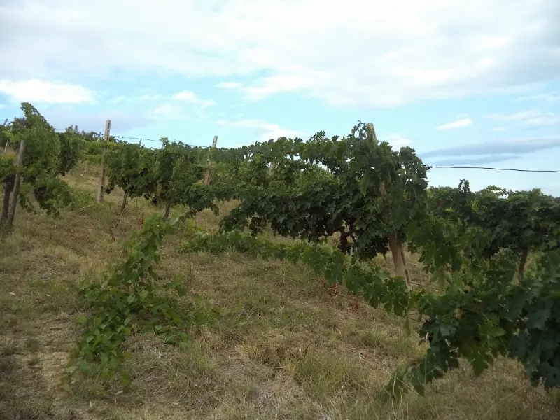 Immagine per Agricolo in vendita a Colonnella via Delle Cerase 1