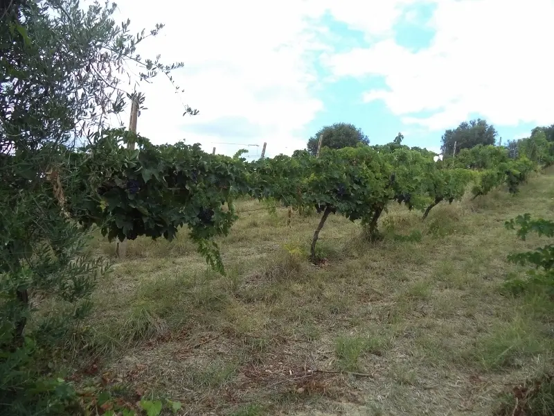 Immagine per Agricolo in vendita a Colonnella via Delle Cerase 1