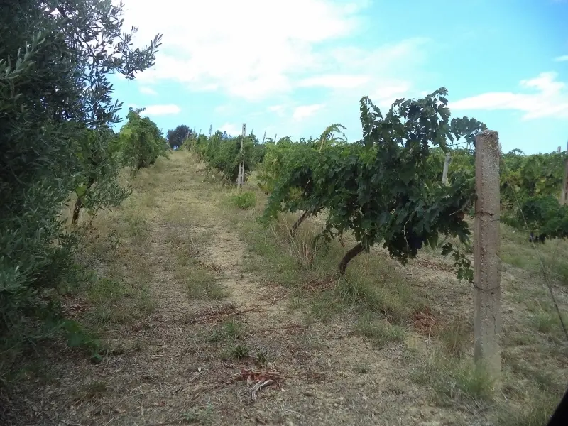 Immagine per Agricolo in vendita a Colonnella via Delle Cerase 1
