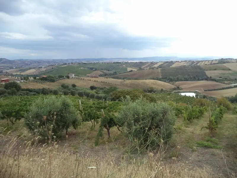 Immagine per Agricolo in vendita a Colonnella via Delle Cerase 1