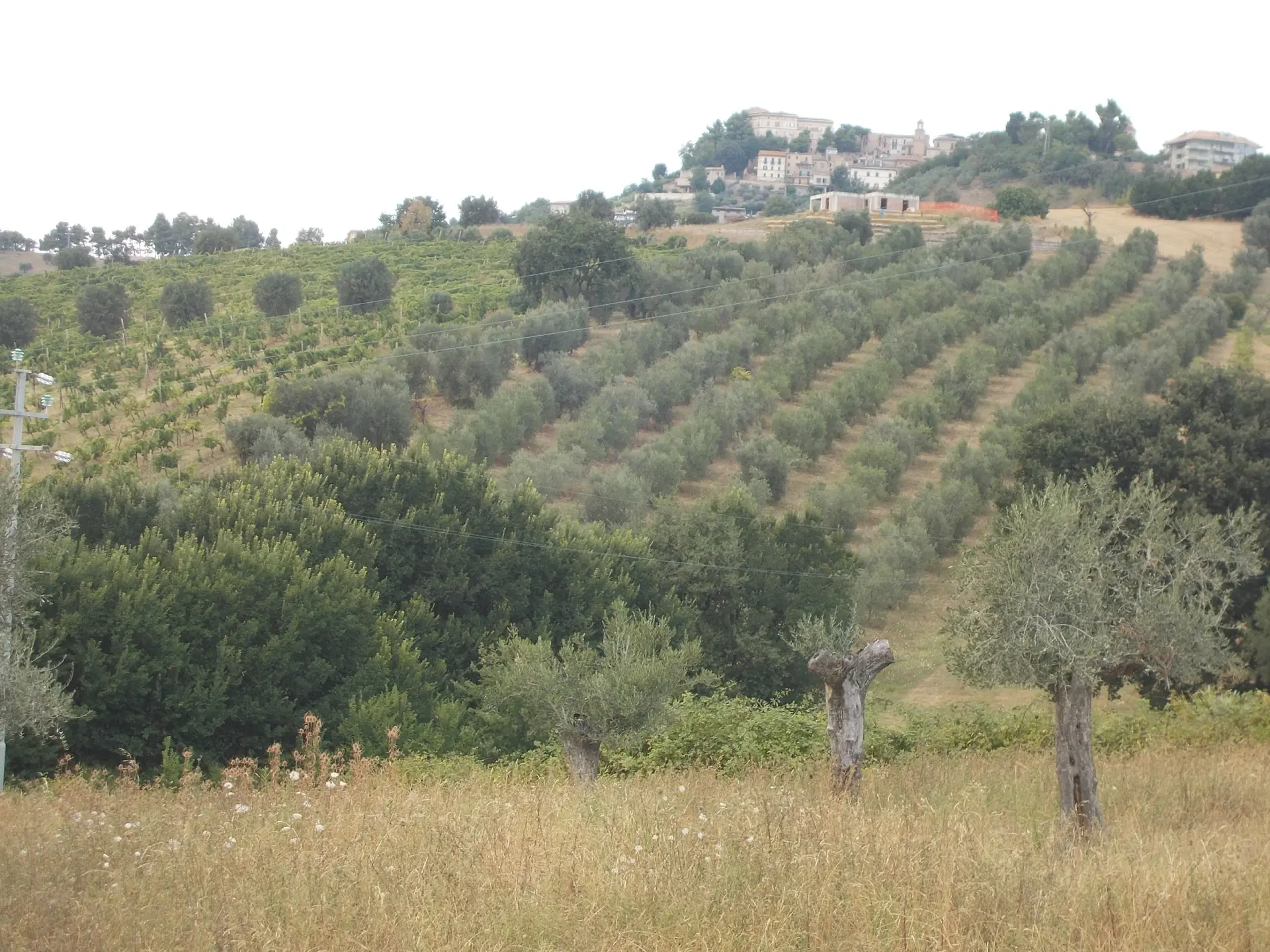 Immagine per Agricolo in vendita a Colonnella via Delle Cerase 1