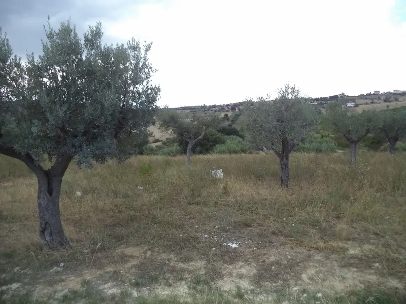 Immagine per Agricolo in vendita a Colonnella via Delle Cerase 1