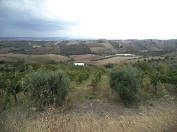 Immagine per Agricolo in vendita a Colonnella via Delle Cerase 1