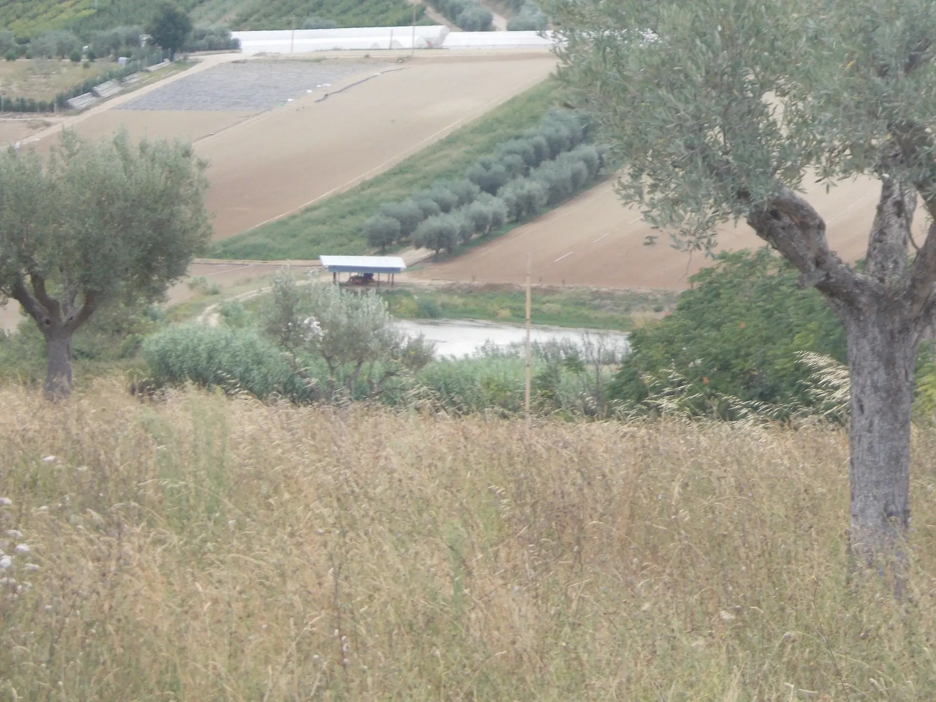 Immagine per Agricolo in vendita a Colonnella via Delle Cerase 1