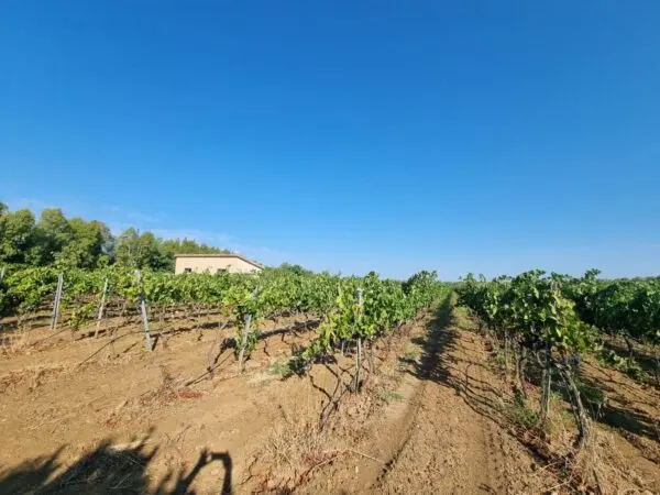 Terreno Agricolo via Località Is Murronis, Villaspeciosa