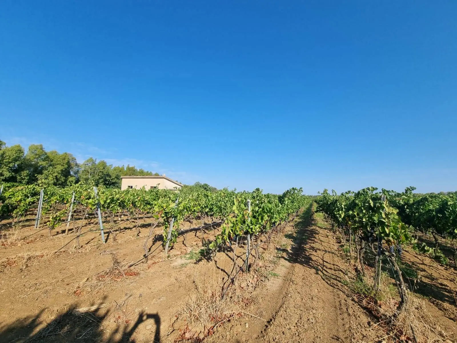 Immagine per Terreno Agricolo in vendita a Villaspeciosa Località Is Murronis 