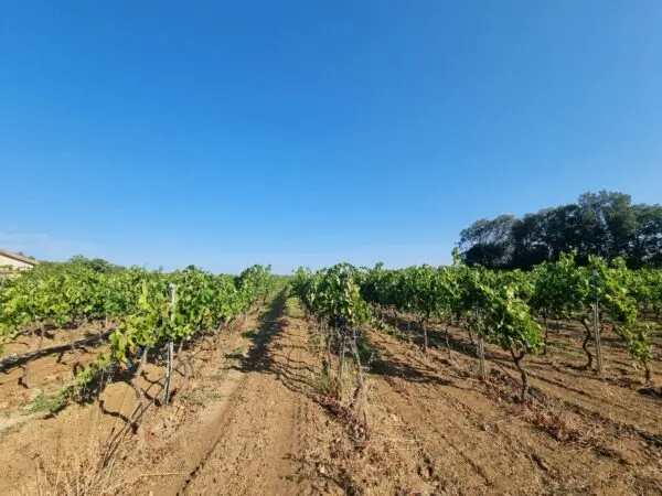 Terreno Agricolo via Località Is Murronis, Villaspeciosa