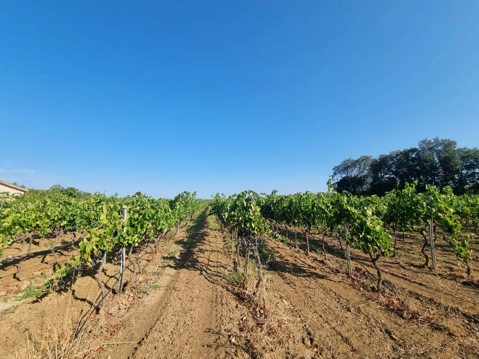 Immagine per Terreno Agricolo in vendita a Villaspeciosa Località Is Murronis 