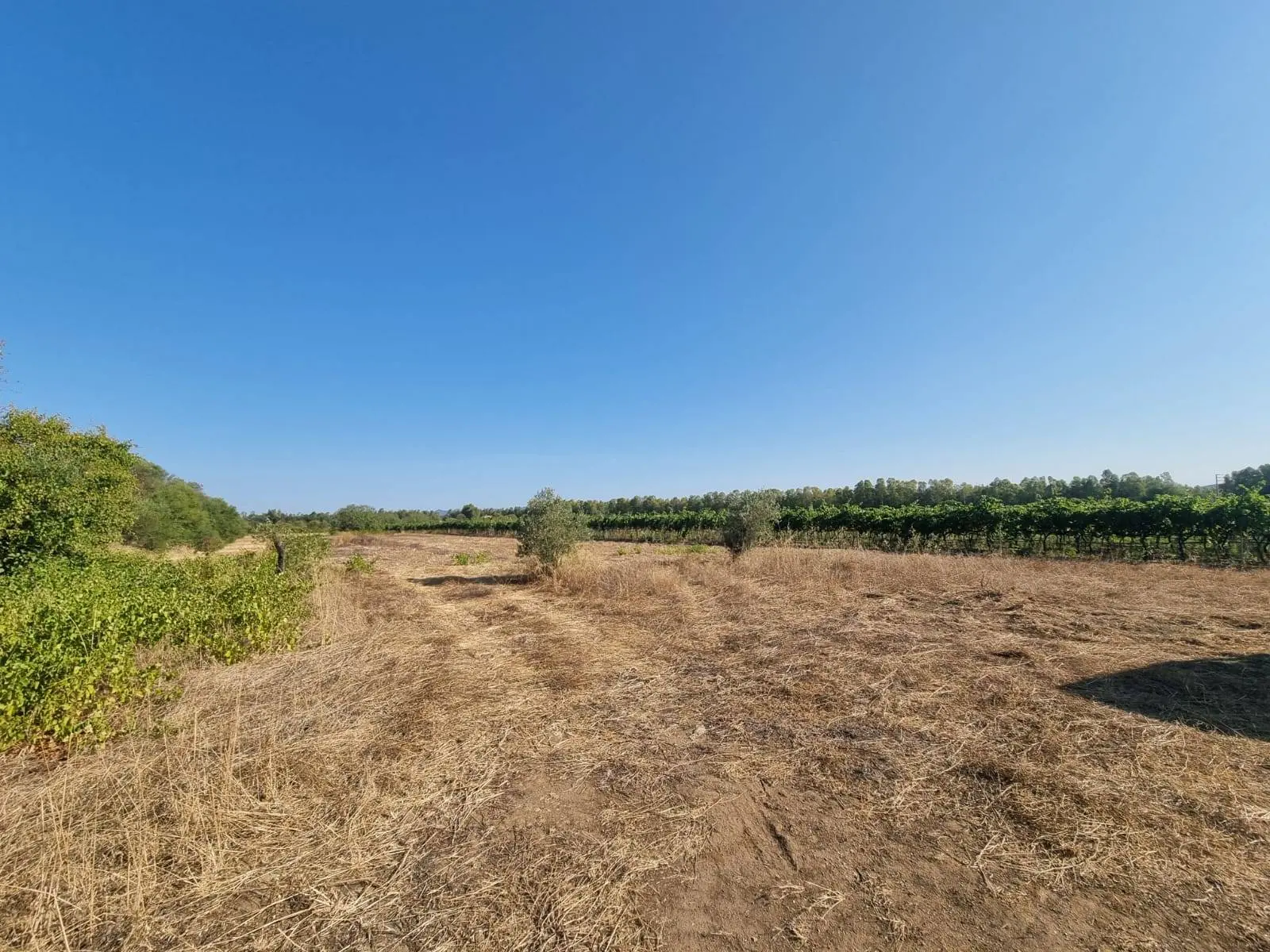 Immagine per Terreno Agricolo in vendita a Villaspeciosa Località Is Murronis 