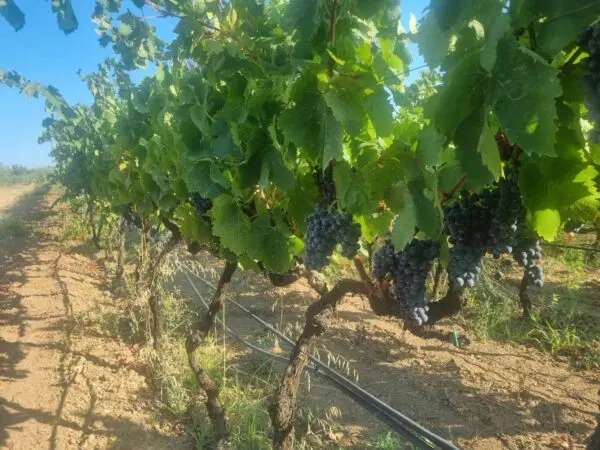 Terreno Agricolo via Località Is Murronis, Villaspeciosa