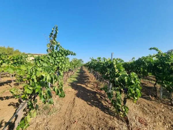 Terreno Agricolo via Località Is Murronis, Villaspeciosa