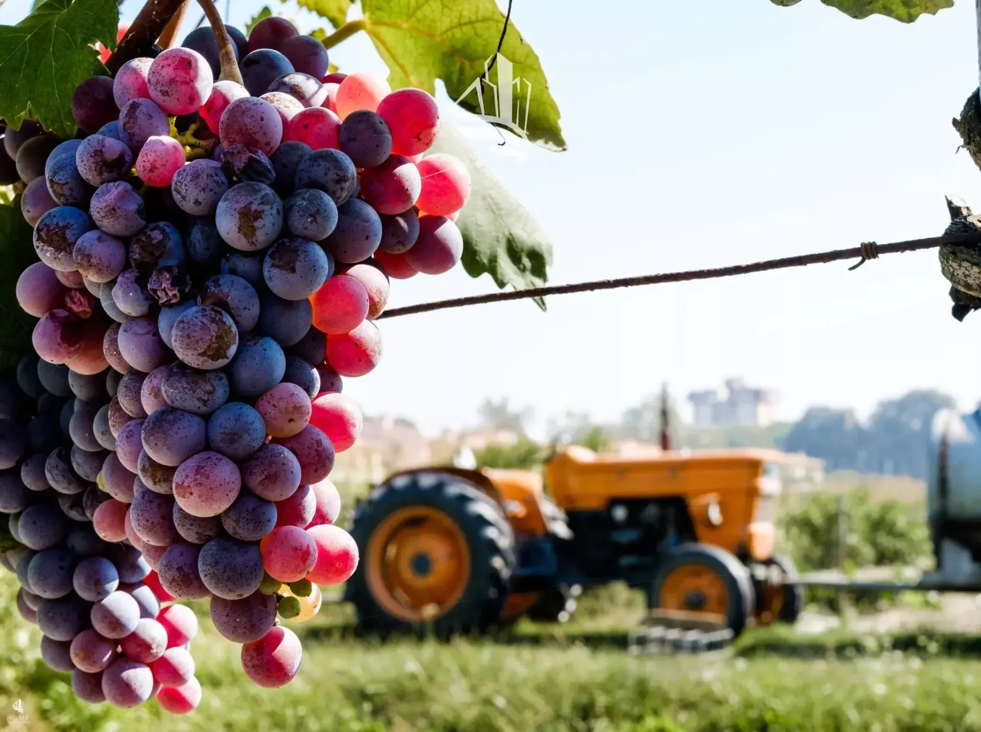 Immagine per Terreno agricolo in vendita a Appiano sulla strada del vino via Pillhof
