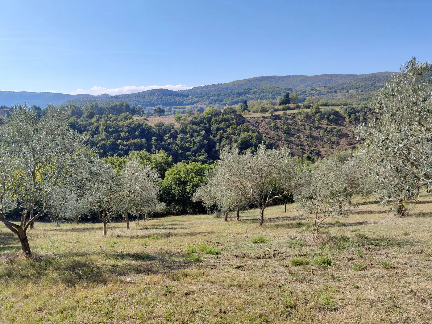 Immagine per Villa in vendita a Todi via Località Canonica 1