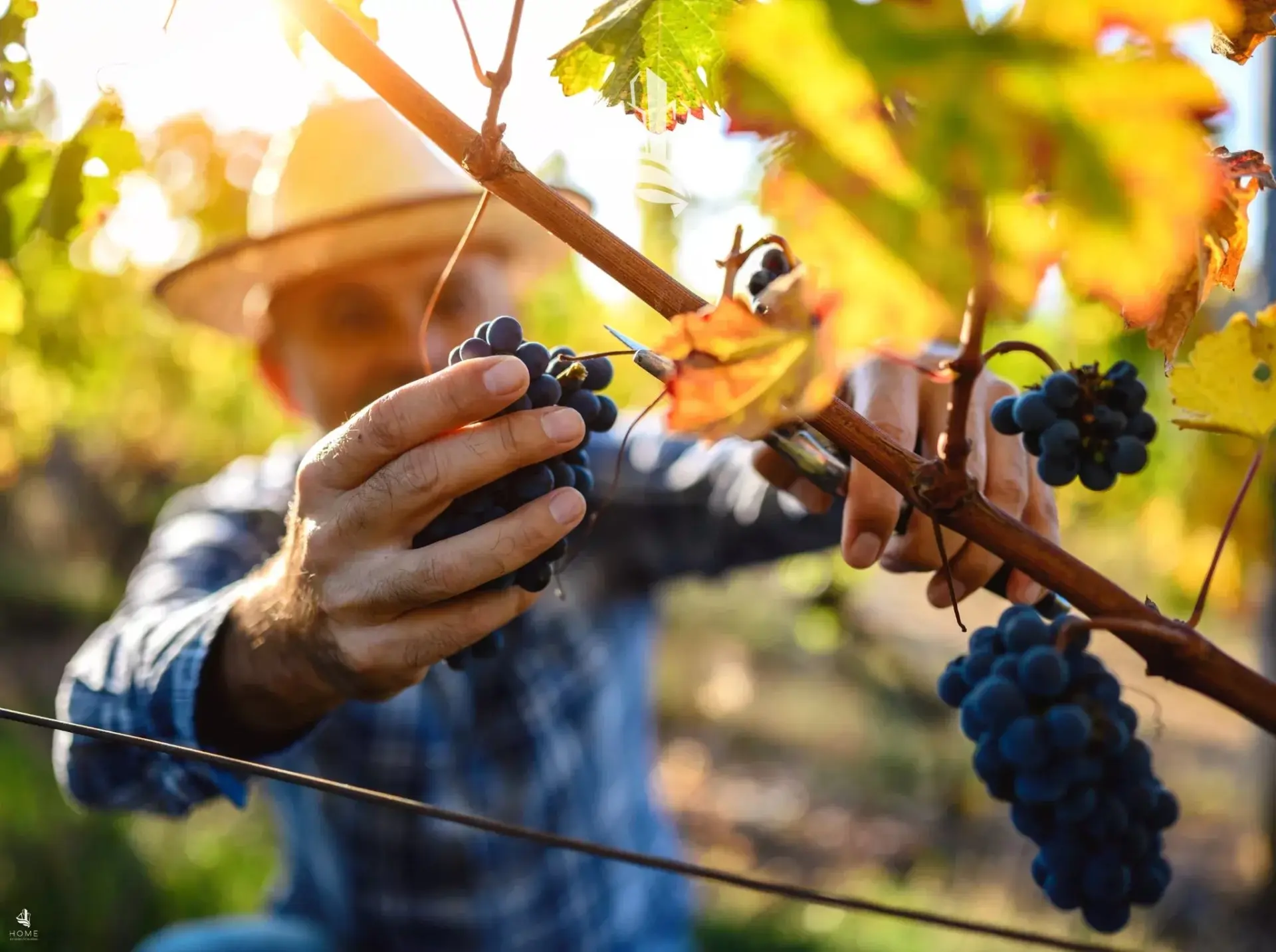 Immagine per Terreno agricolo in vendita a Appiano sulla strada del vino via Pillhof