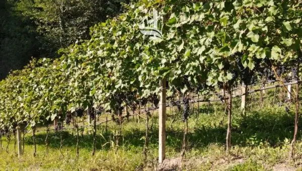 Terreno Edificabile via Pillhof, Appiano Sulla Strada Del Vino