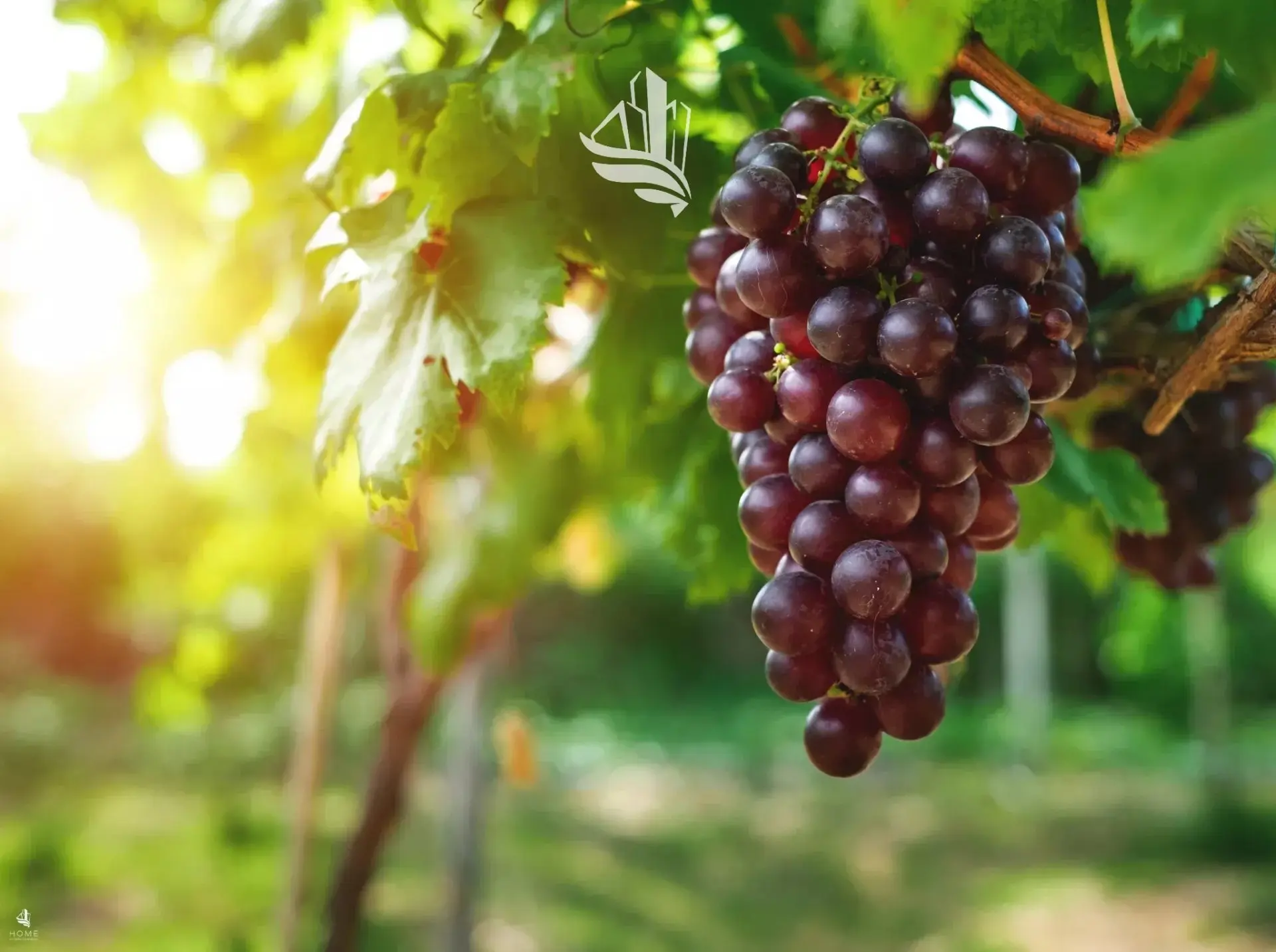 Immagine per Terreno agricolo in vendita a Appiano sulla strada del vino via Pillhof
