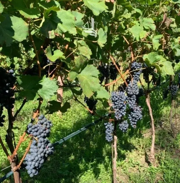 Terreno Edificabile via Pillhof, Appiano Sulla Strada Del Vino