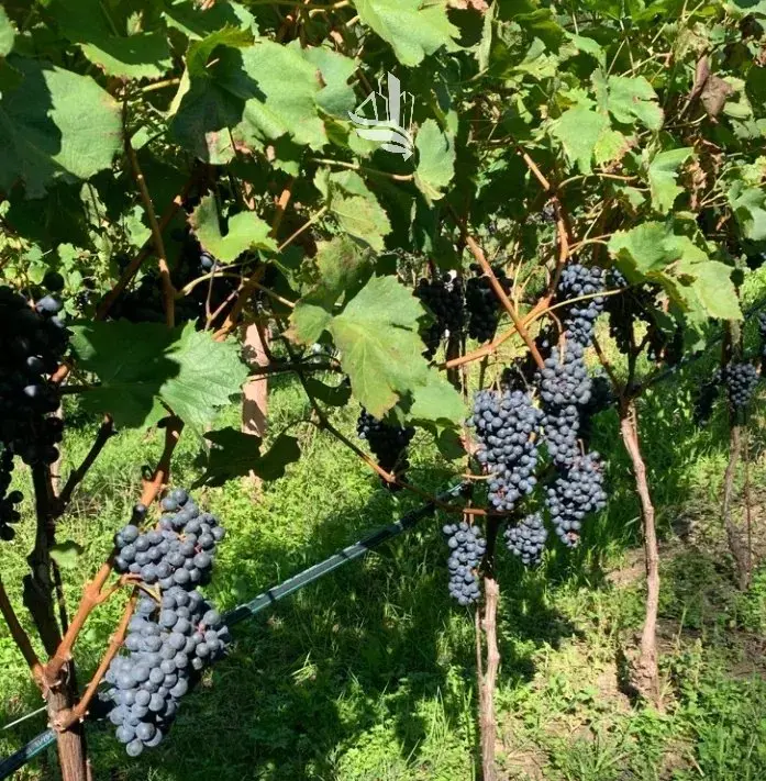 Immagine per Terreno agricolo in vendita a Appiano sulla strada del vino via Pillhof