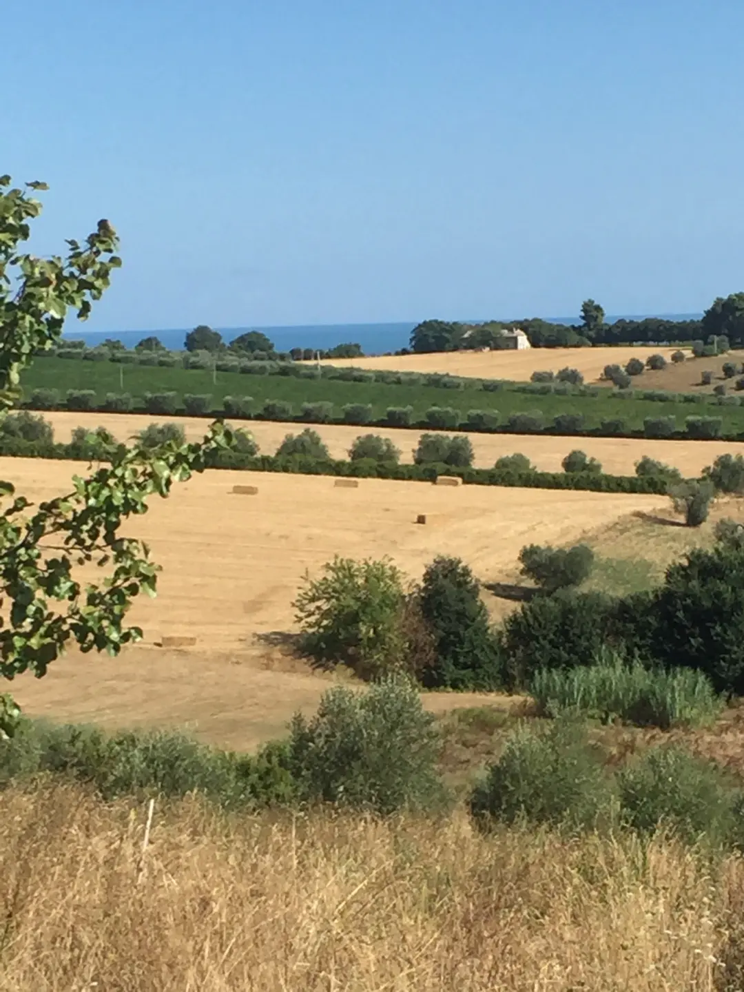 Immagine per Agricolo in vendita a Colonnella via Contrada  Riomoro