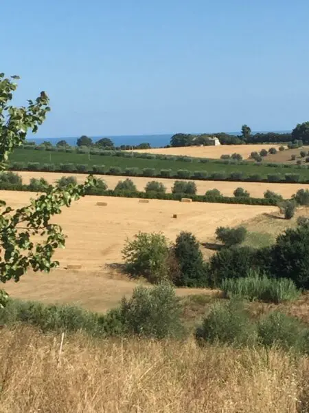 Immagine per Agricolo in vendita a Colonnella via Contrada  Riomoro