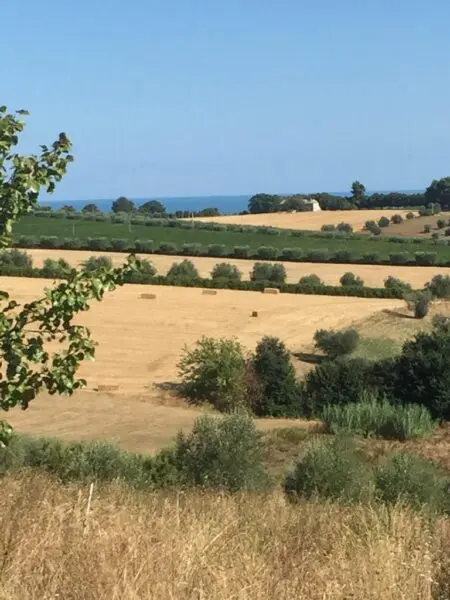 Immagine per Agricolo in vendita a Colonnella via Contrada  Riomoro