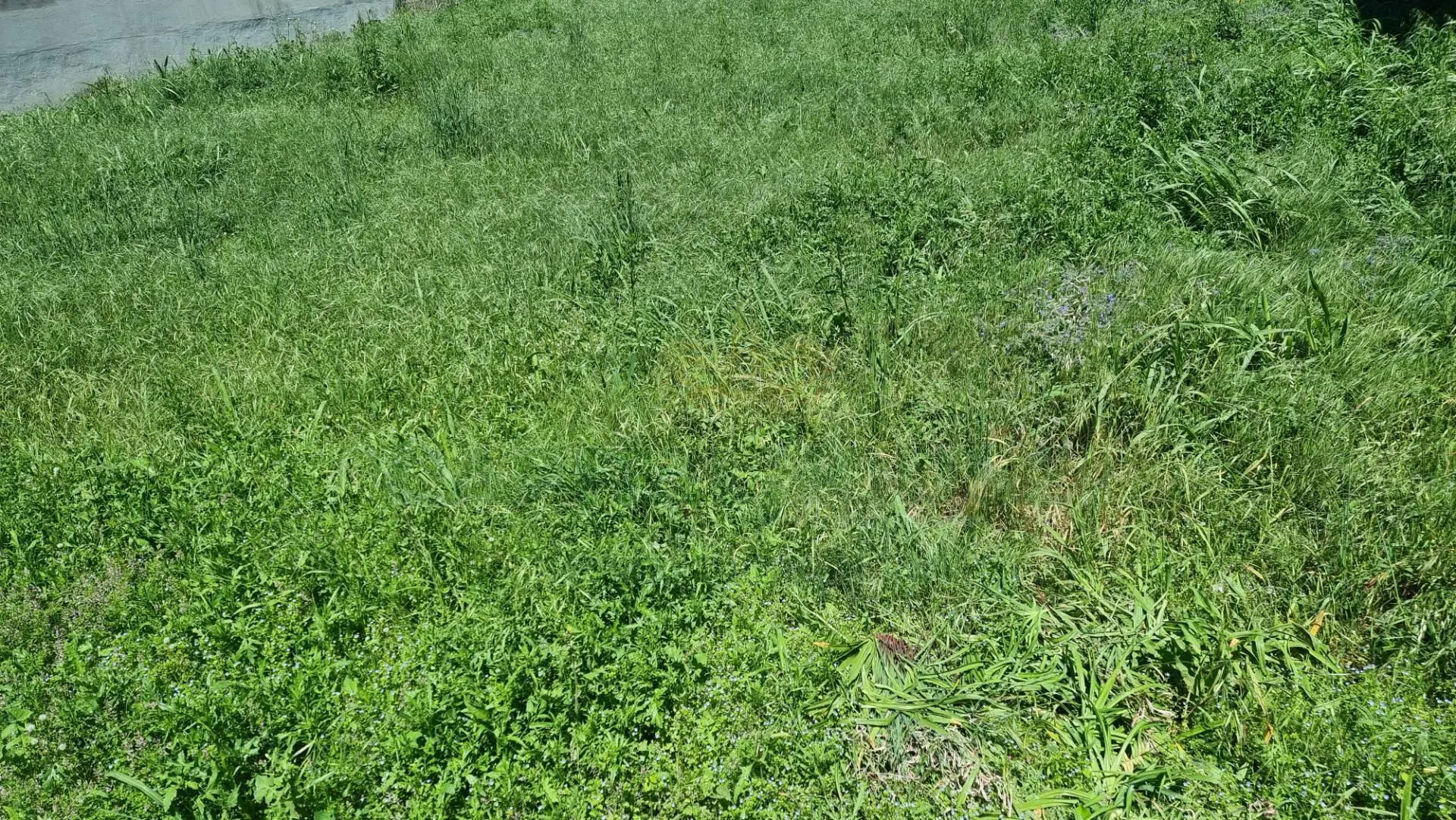Immagine per Terreno Edificabile in vendita a San Tammaro  