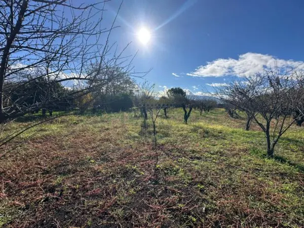 Terreno Agricolo via Vicinale Ottanta Moggia, Massa Di Somma